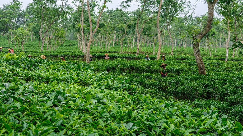 Sreemangal, the tea capital of Bangladesh where you will enjoy some huge tea gardens.
